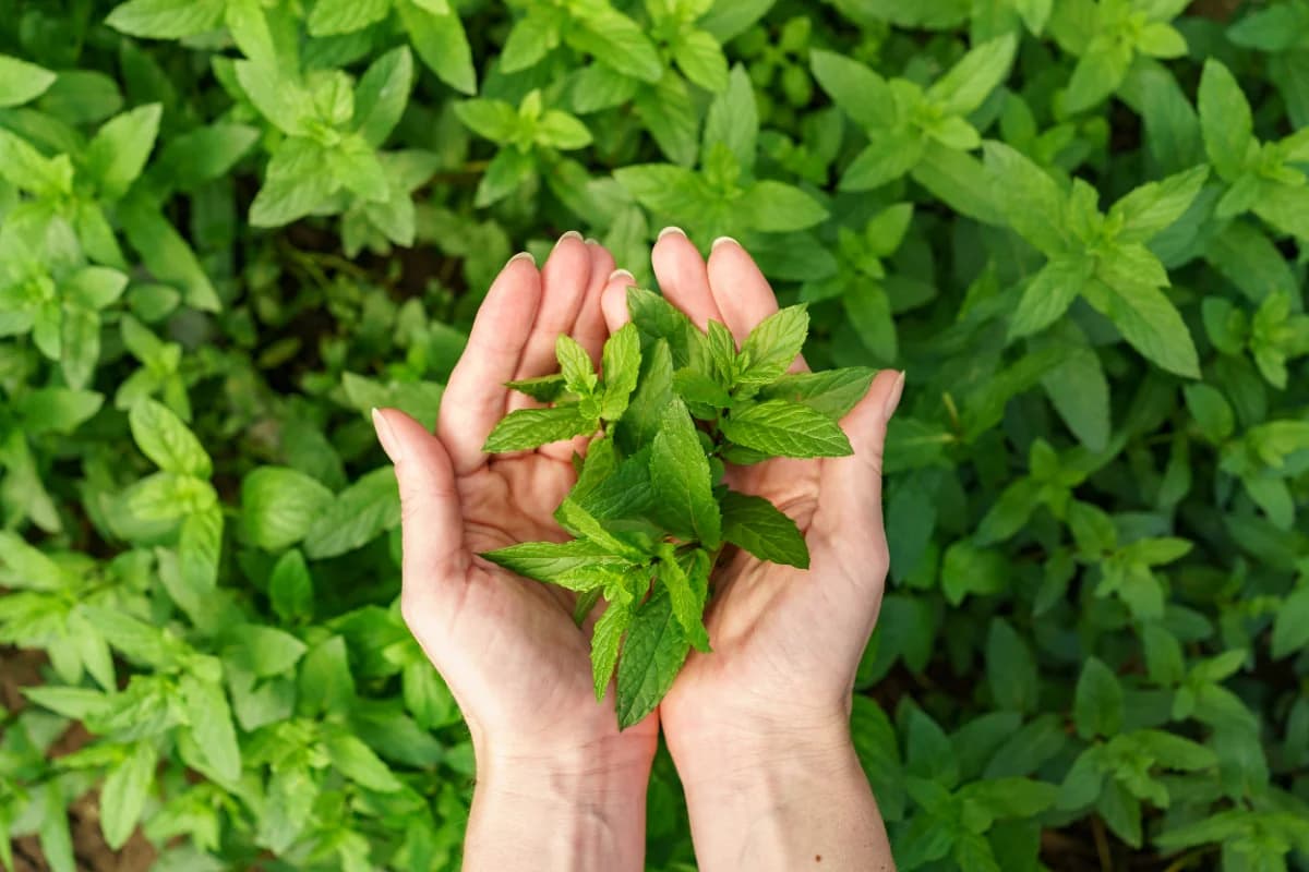 Why Ayurveda