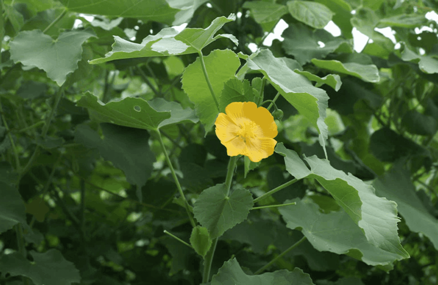 Atibala Benefits and Uses