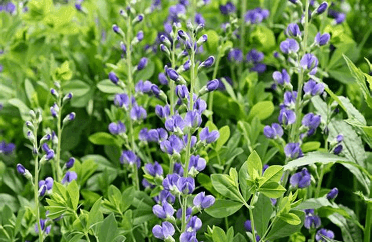 Indigo Uses and Properties