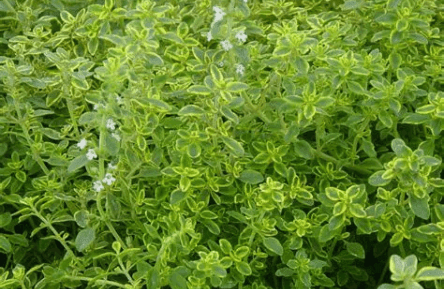 Thyme Benefits and Uses