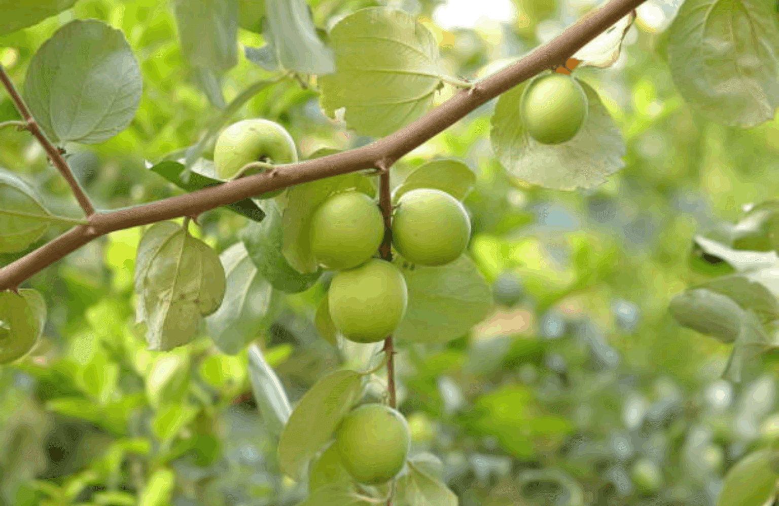 Ziziphus Benefits and Uses