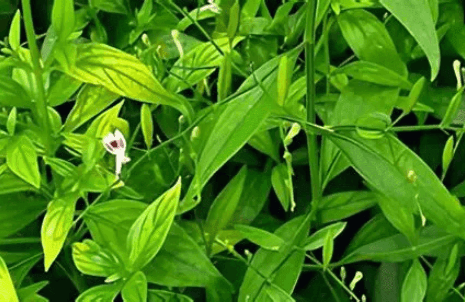 Kalmegh Benefits and Uses