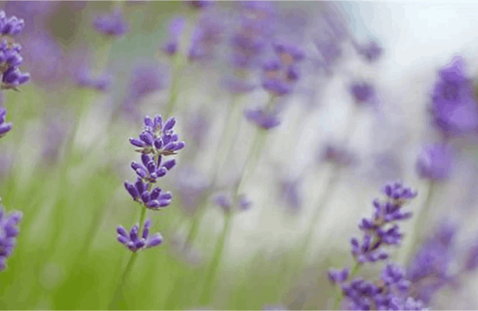 Lavender Uses and Properties