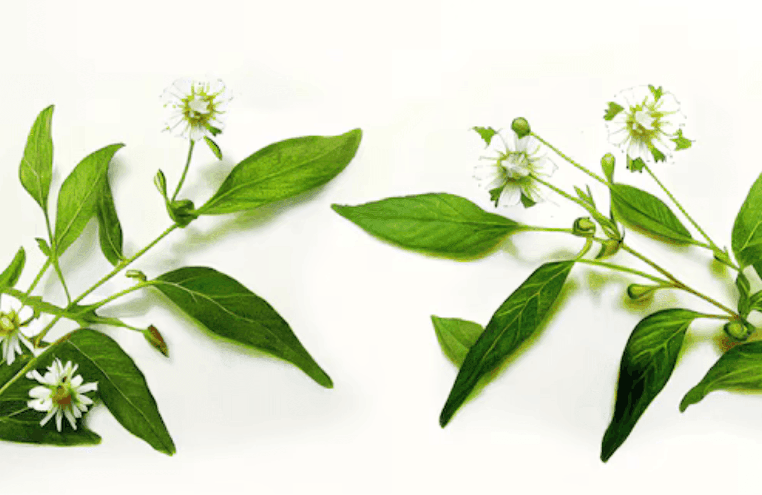 Bhringraj Benefits and Uses