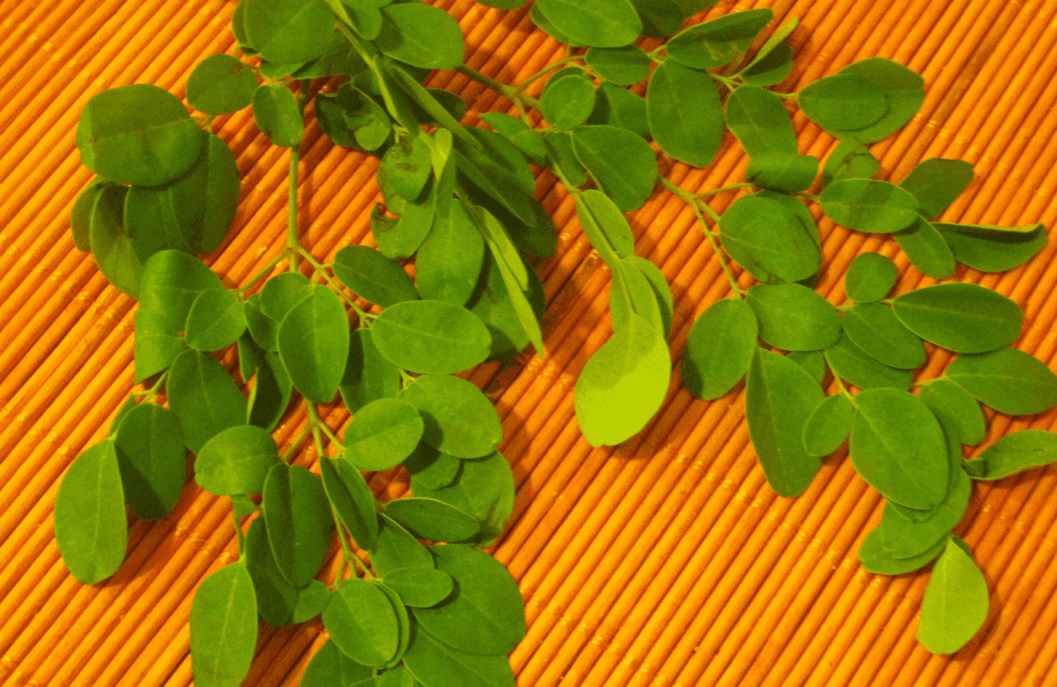 Drumstick Leaves Benefits and Uses
