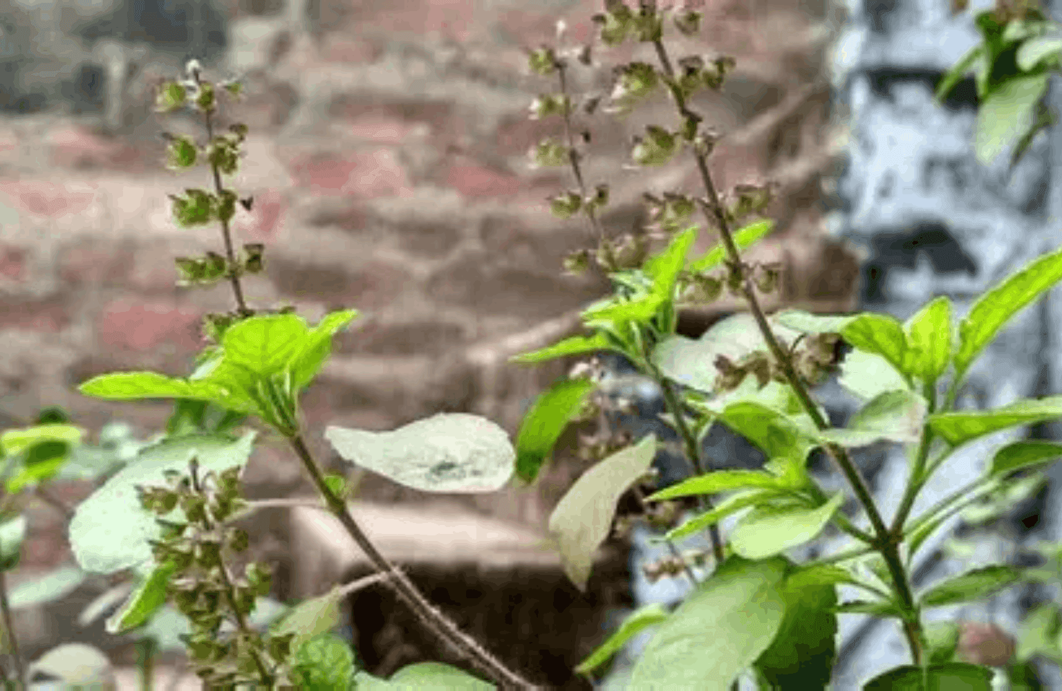 Tulsi
