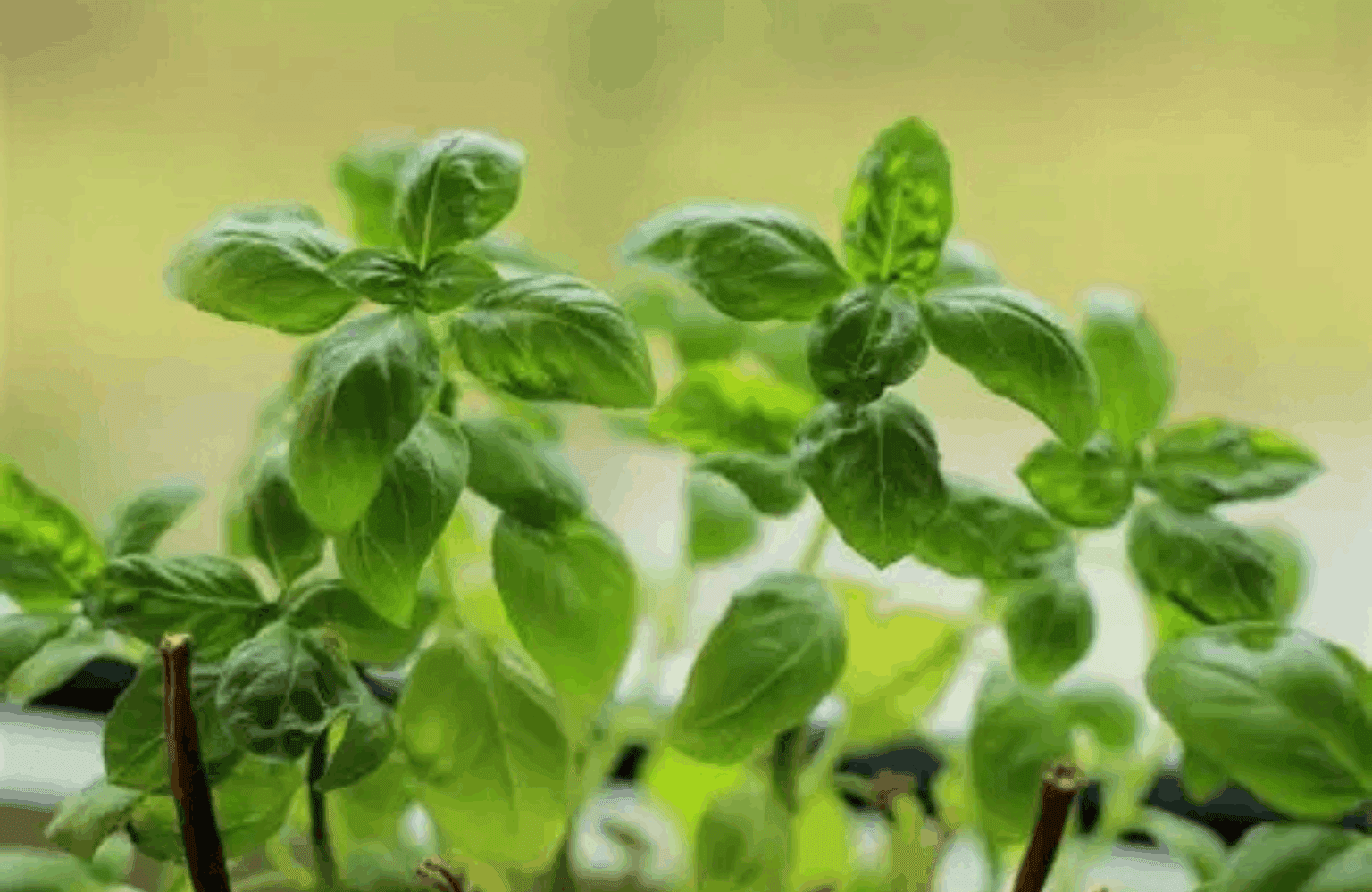 Basil