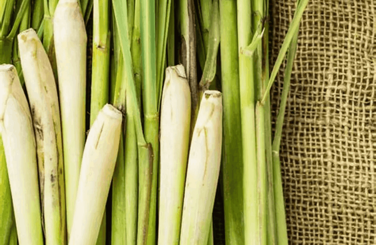 Lemongrass Benefits and Uses
