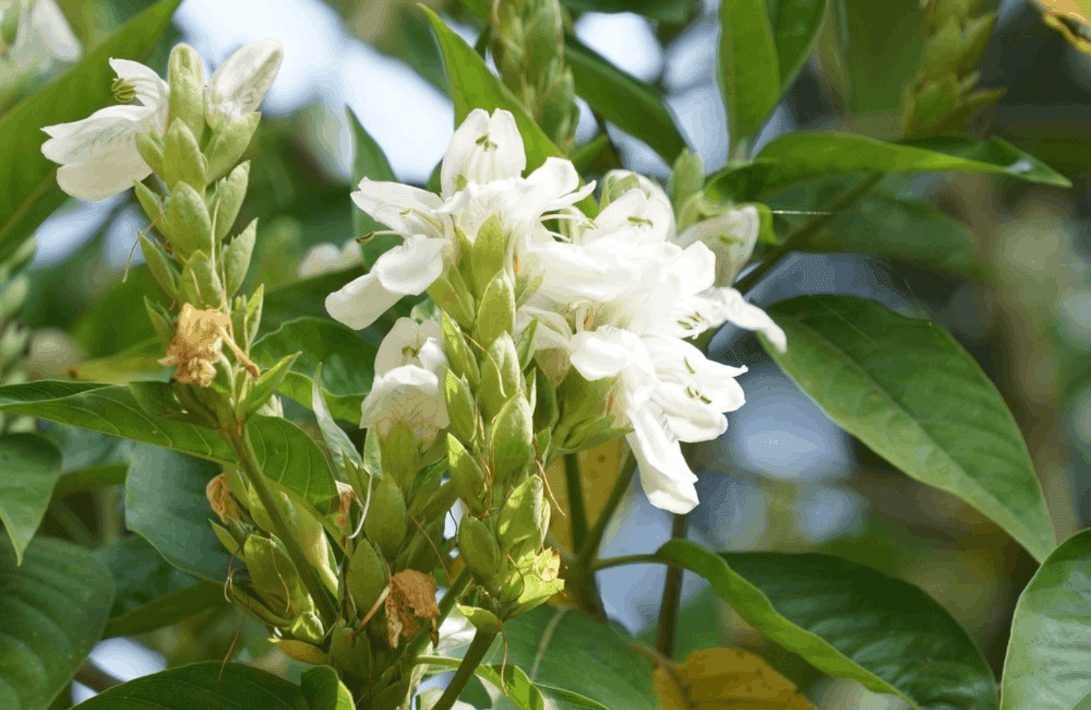 Vasaka Uses and Properties