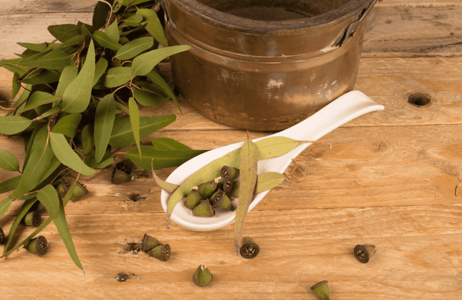 Eucalyptus
