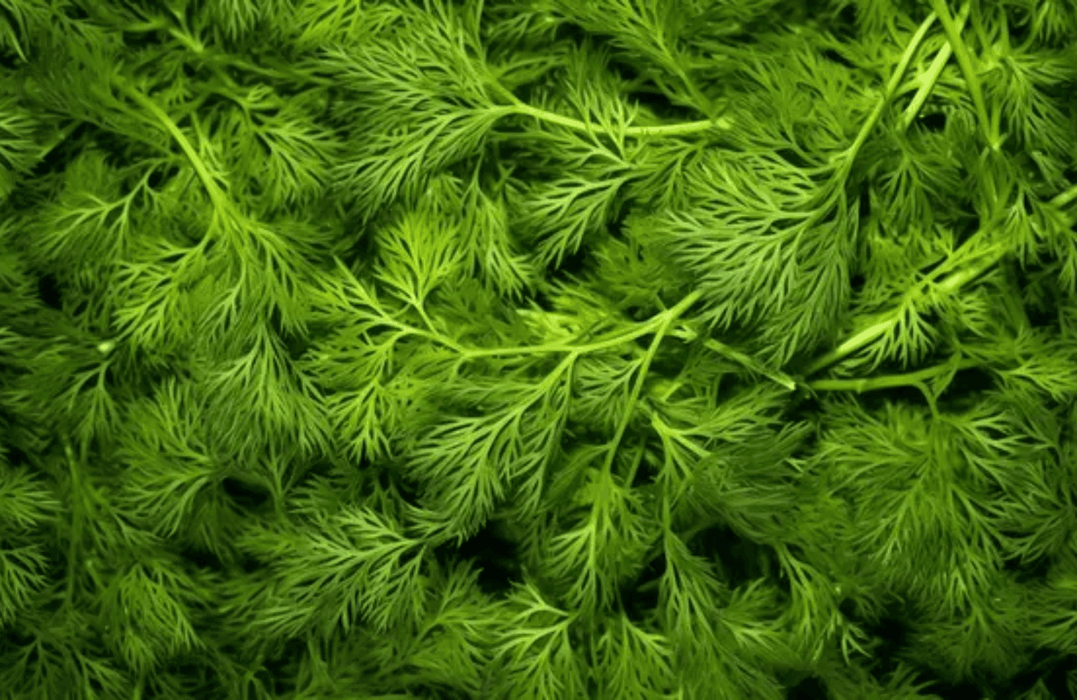Dill