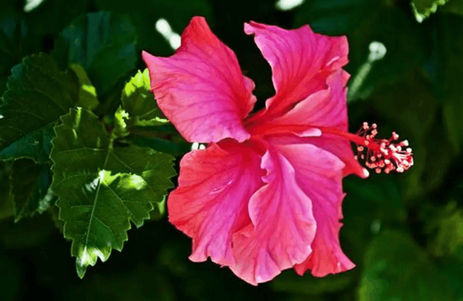 Hibiscus Benefits and Uses