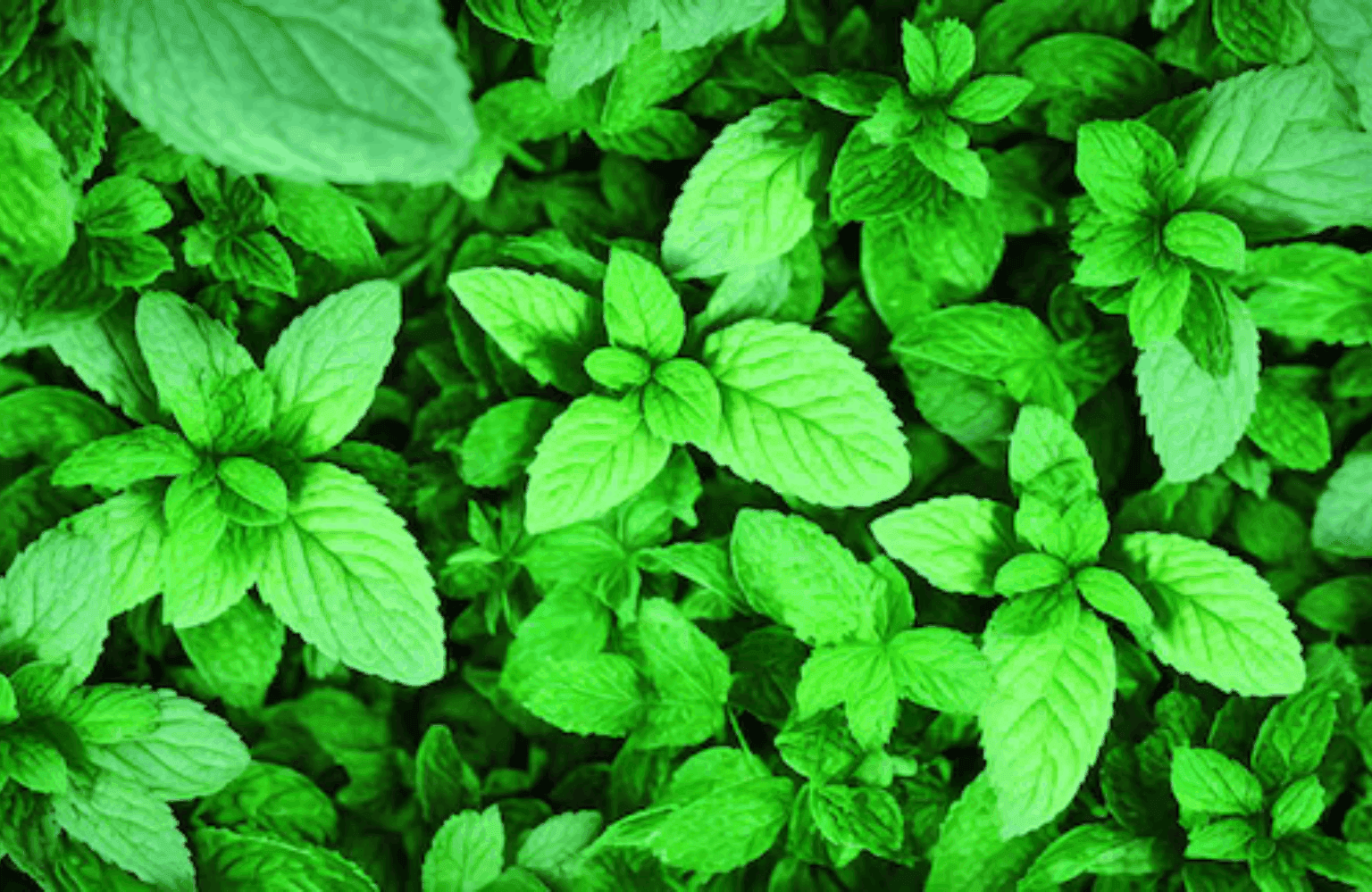 Mint Benefits and Uses