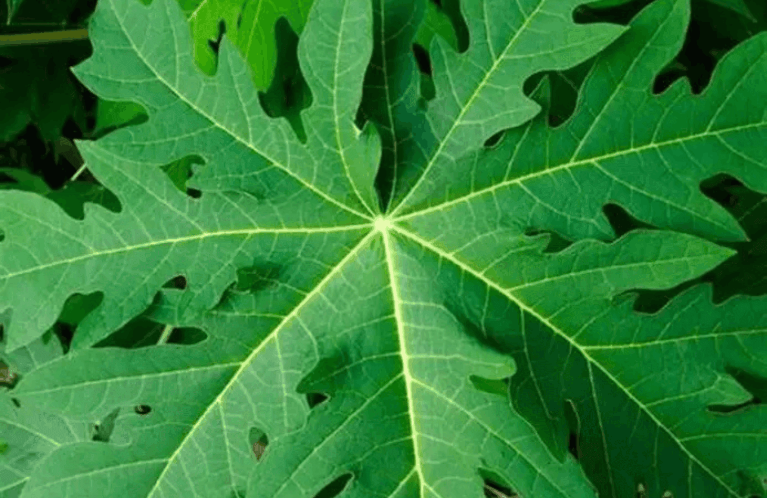 Papaya Leaf Benefits and Uses