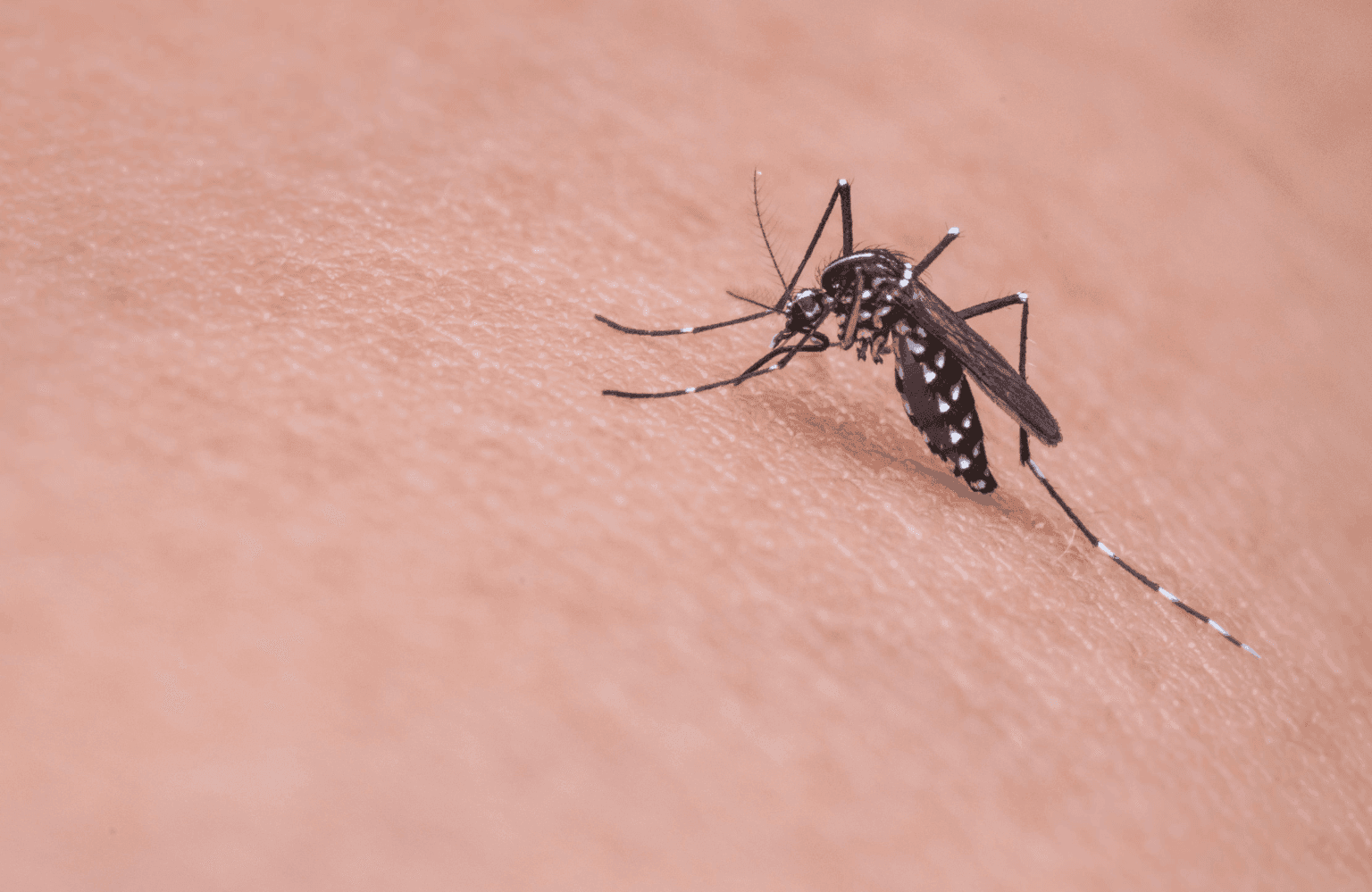 Dengue Symptoms and Causes