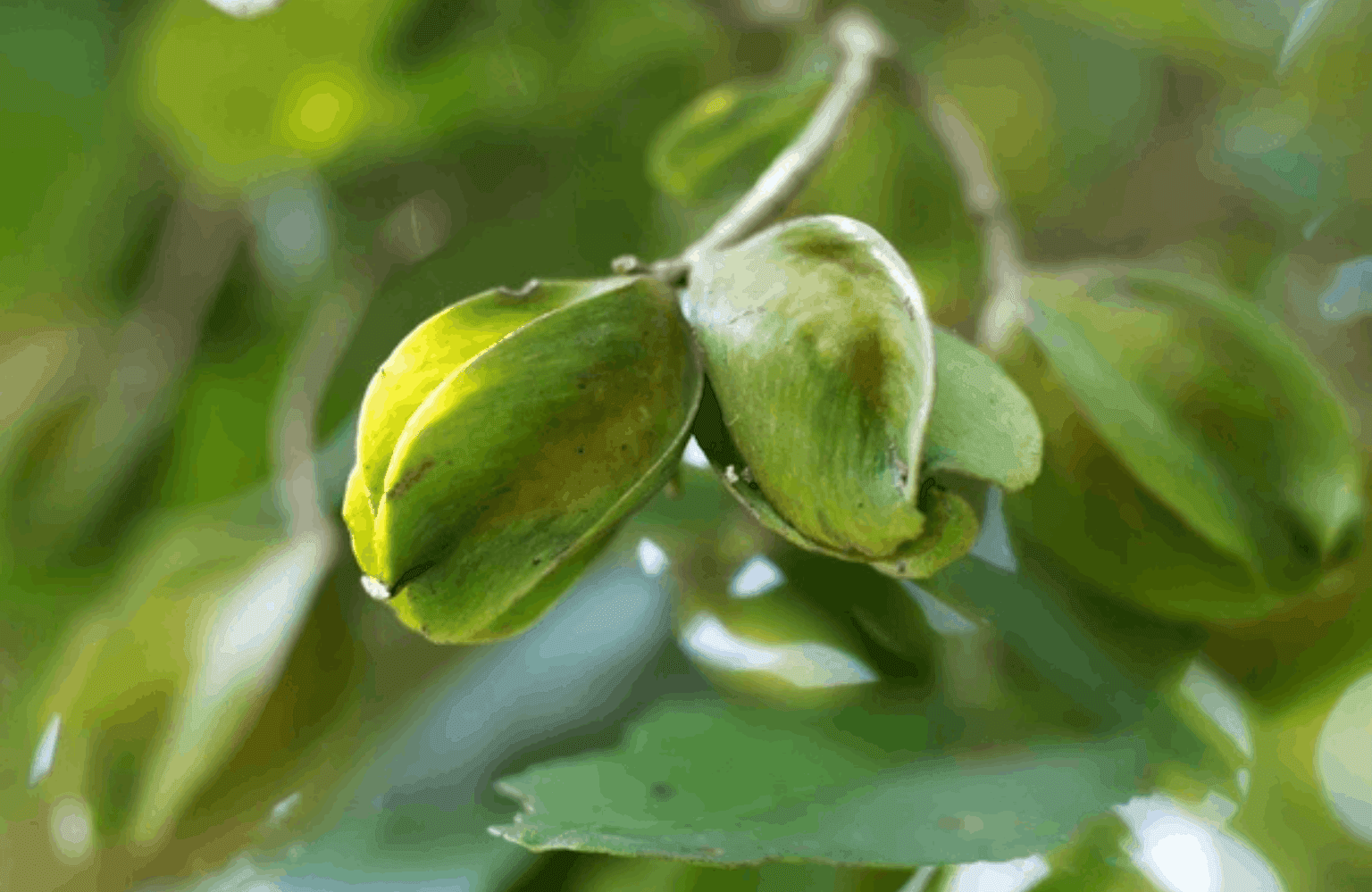 Arjunarishta