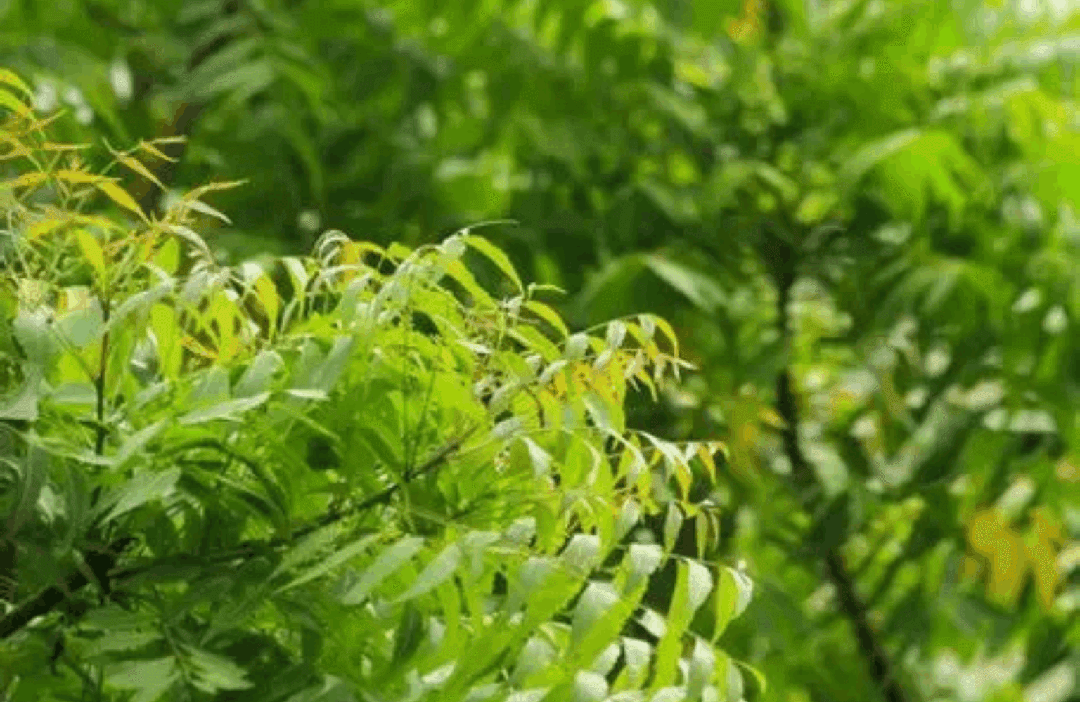 Neem