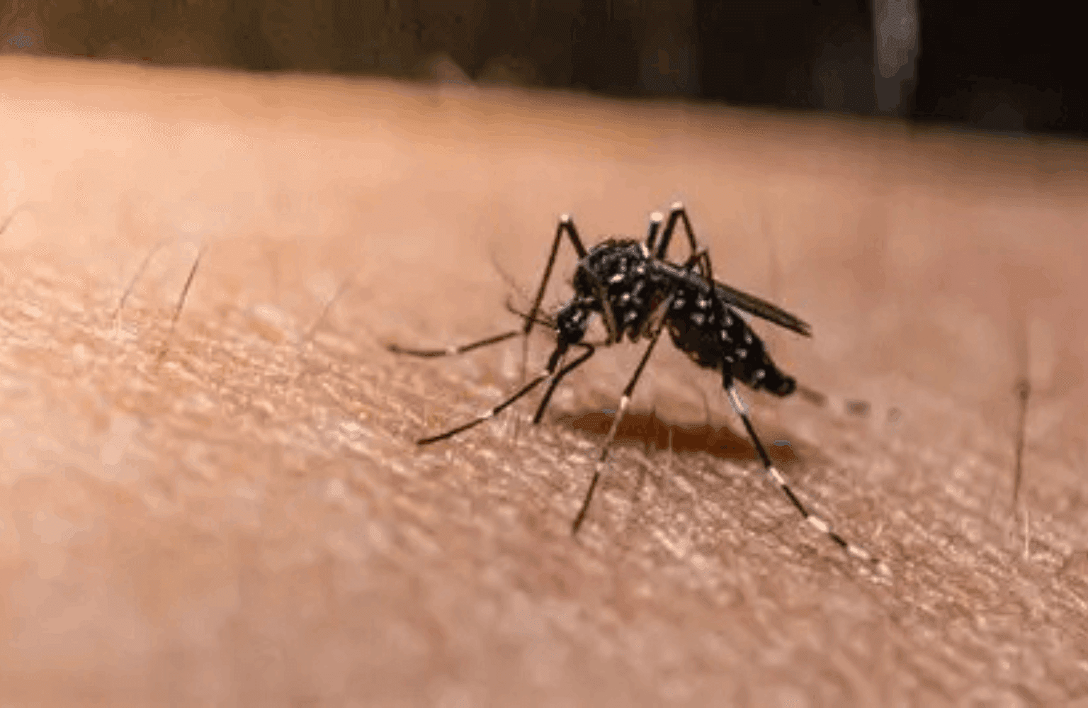 Malaria Symptoms and Causes