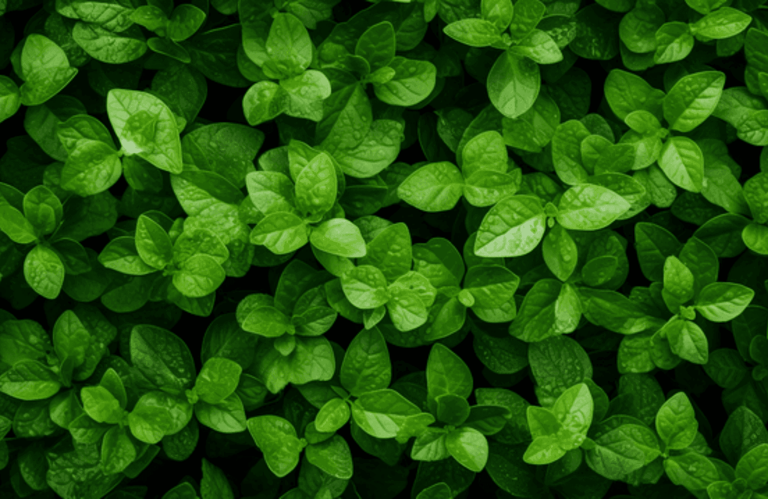 Oregano Benefits and Uses
