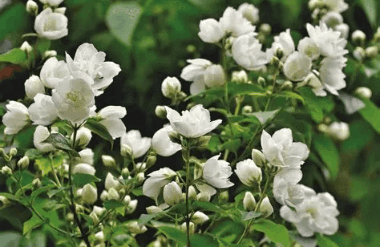 Jasmine Uses and Properties