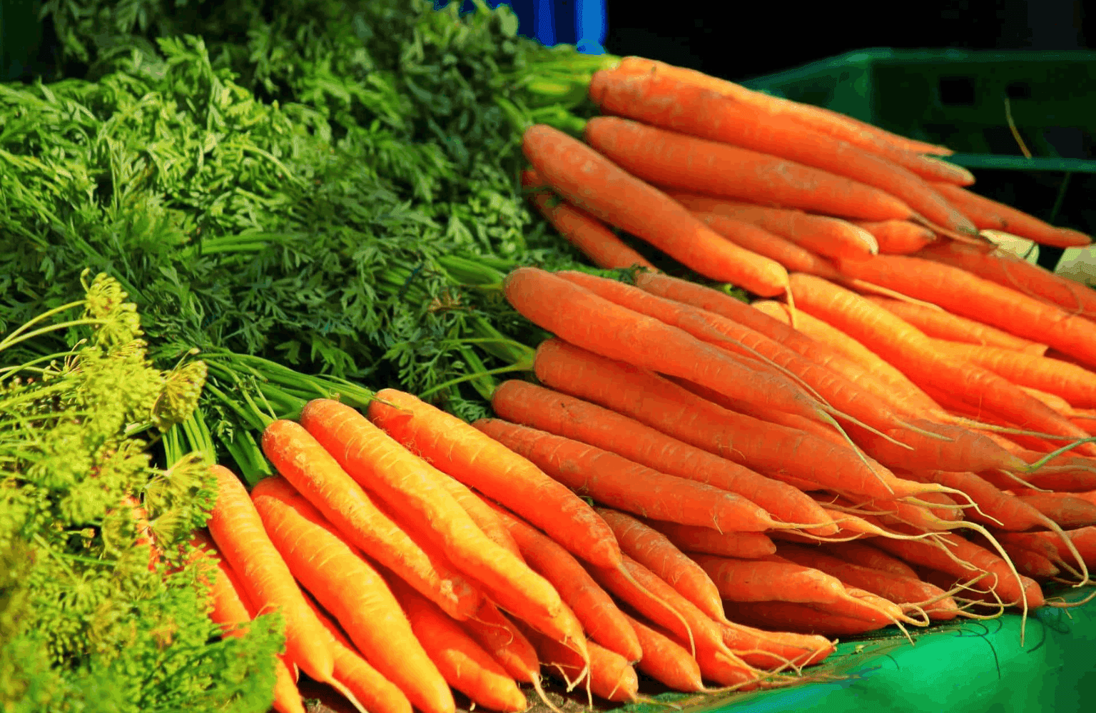 Carrot