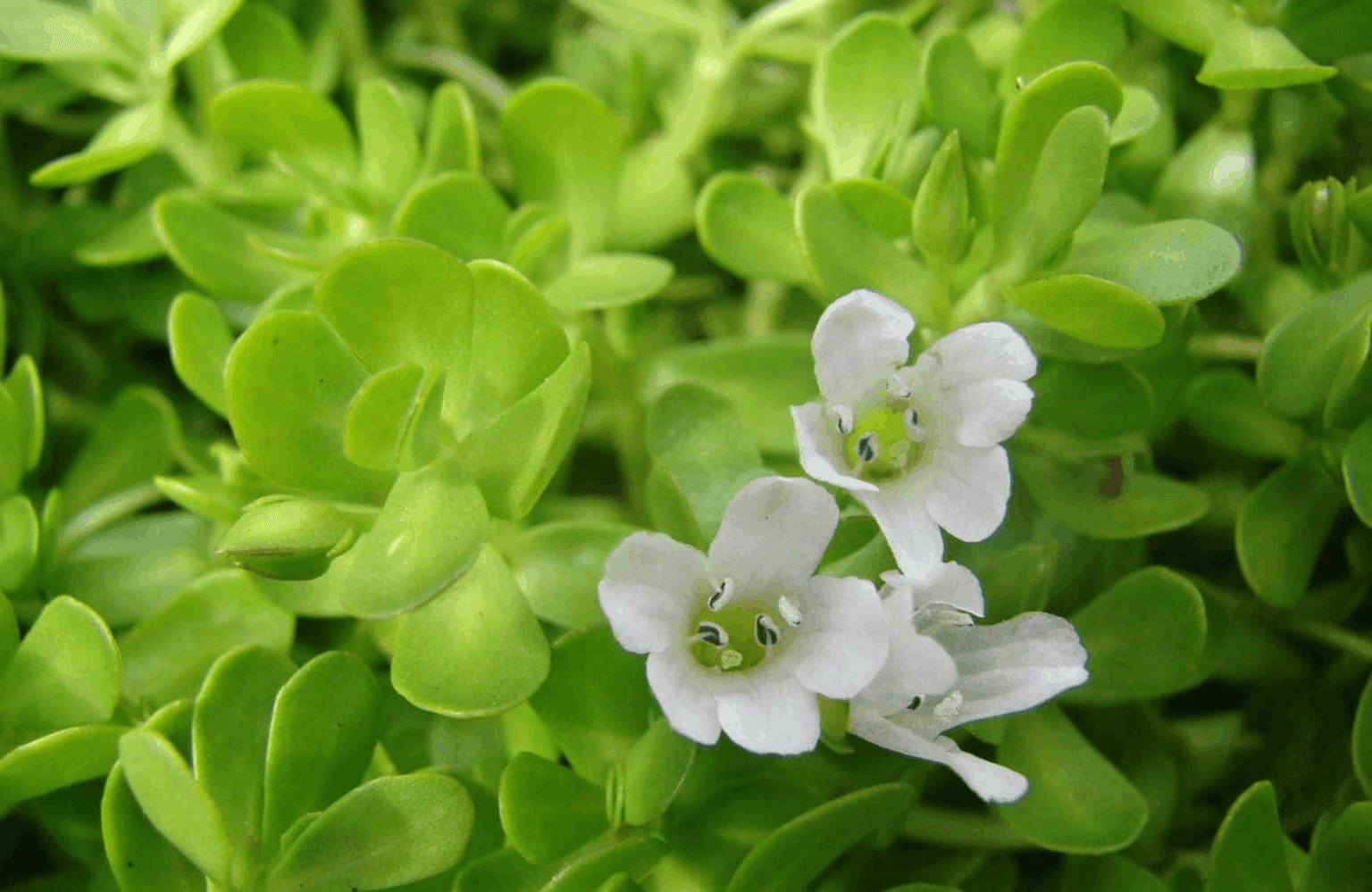Brahmi