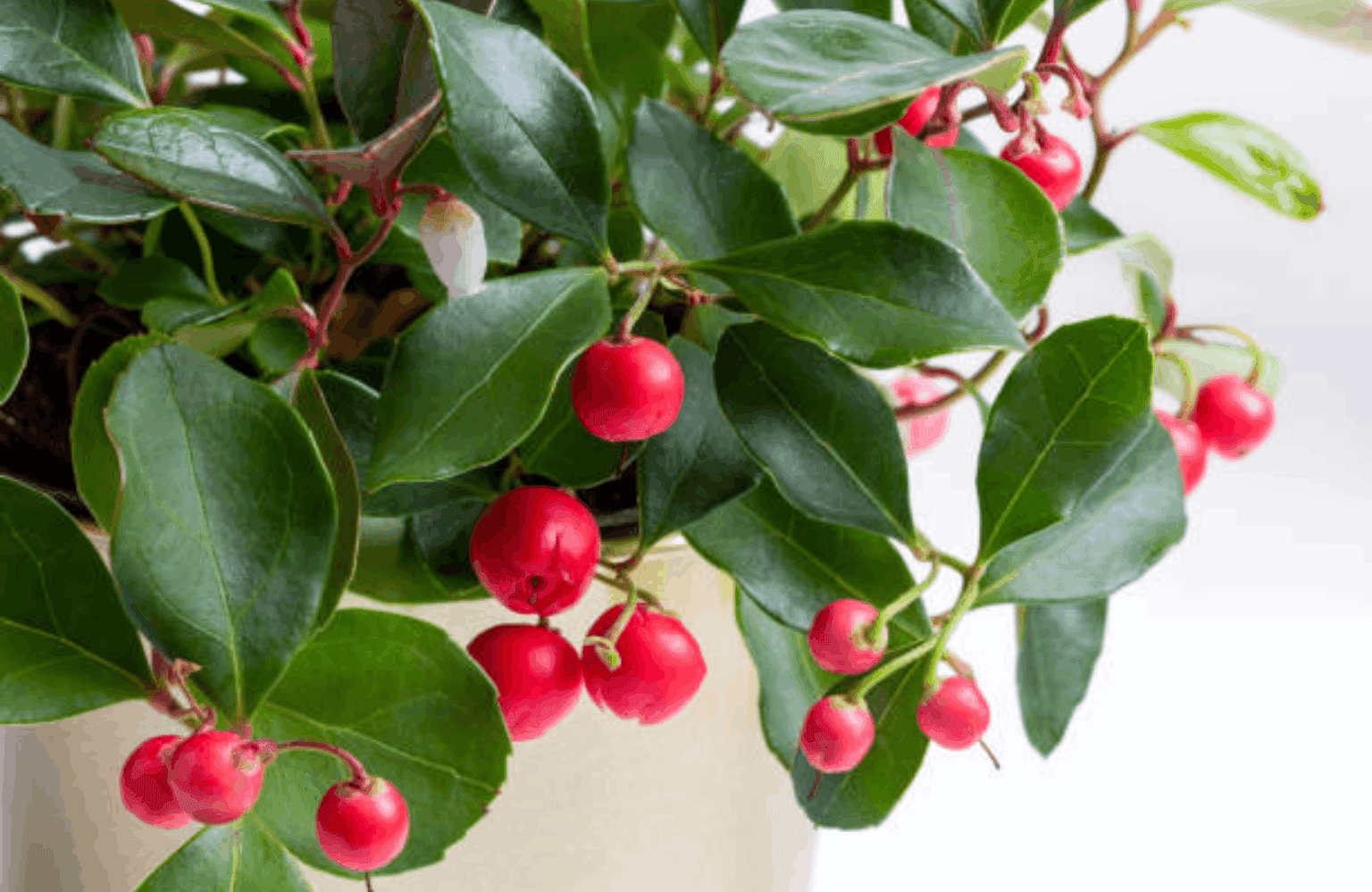 Wintergreen Uses and Properties