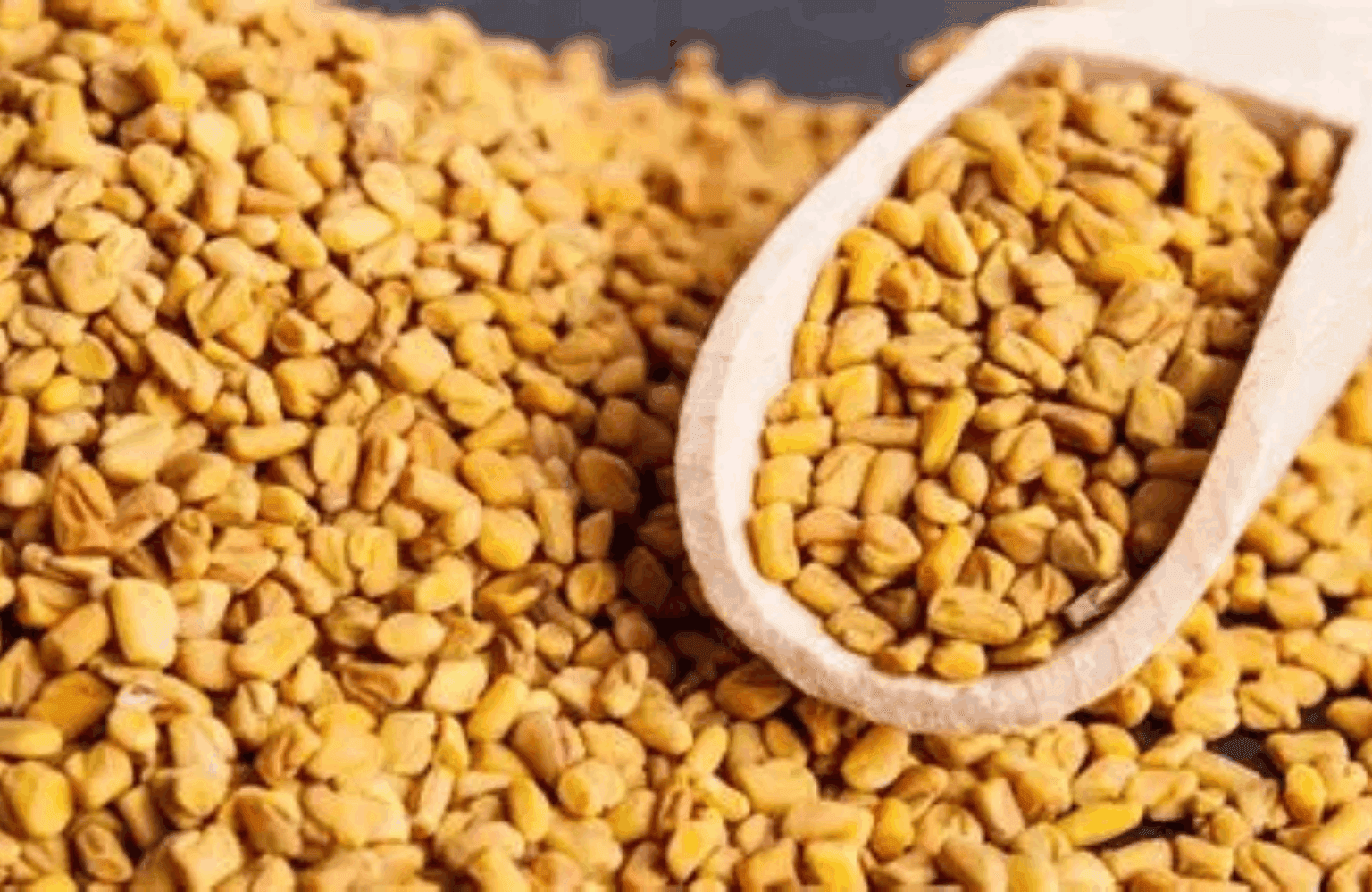 Fenugreek